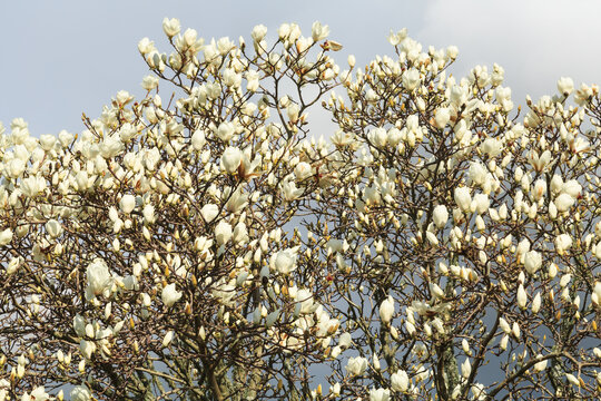 Magnolienstrauch Bilder Durchsuchen 13,060 Archivfotos
