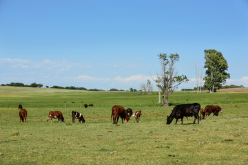 Cattle in Argentine countryside, Buenos Aires Province, Argentina.