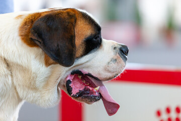 Obraz premium São Bernardo Cão