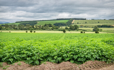 Fototapeta na wymiar Potato field in the Teviot Valley, Scotland
