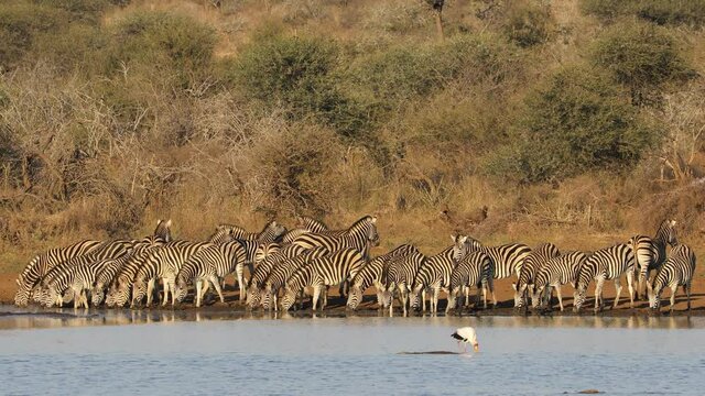 Herd of plains zebras (Equus burchelli) drinking water, Kruger National Park, South Africa