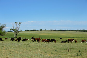 Cattle in Argentine countryside, Buenos Aires Province, Argentina.