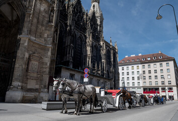 Naklejka na ściany i meble Traditional Fiaker Horses With Carriage At Rental Station in Front Of Stephansdom In The City Of Vienna In Austria