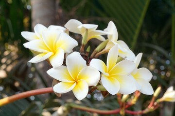 white plumeria flower in nature garden