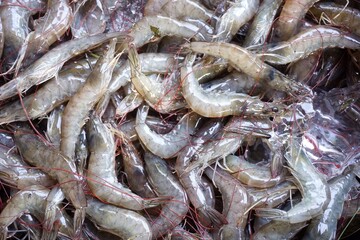 fresh shrimp at the market