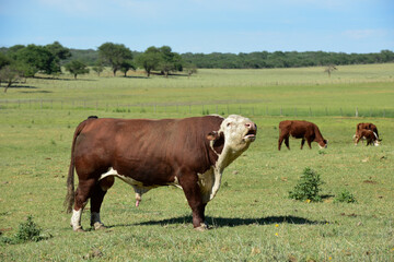 Cattle in Argentine countryside, Buenos Aires Province, Argentina.
