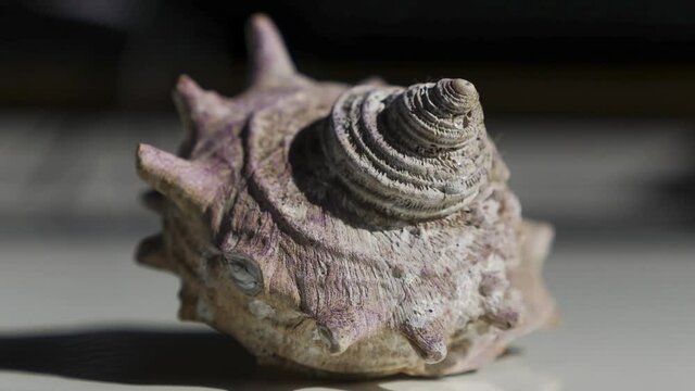 Sunlight and Shadows on Seashell in Time-Lapse