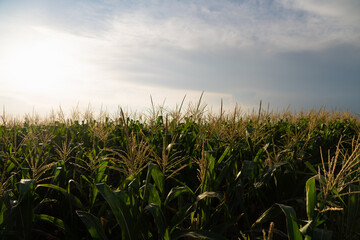 Agricultural corn field