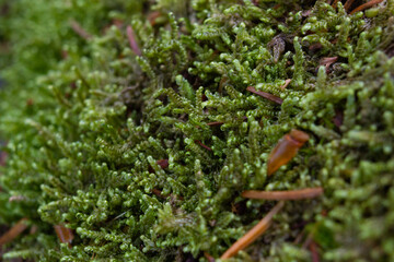 moss covered woodland floor