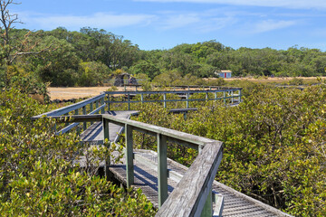 Fototapeta na wymiar A boardwalk through a grove of mangroves on Rangitoto Island, New Zealand