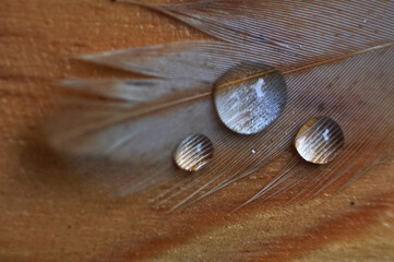 Feather with water drops