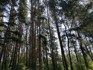 pine forest