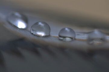 Feather with water drops