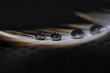 Feather with water drops