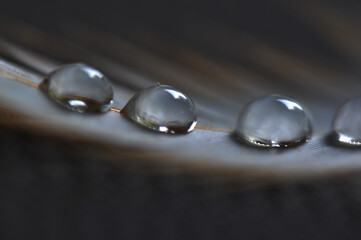 Feather with water drops