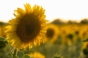 Agricultural sunflower field