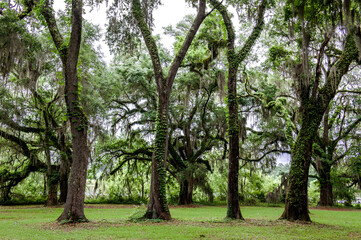 Fototapeta na wymiar The beautiful central state park Florida and curious Spanish moss Tillandsia. 