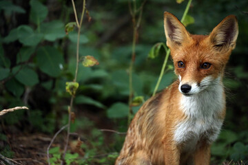 Fototapeta premium young fox in the woods close up