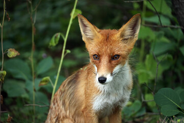 Obraz premium young fox in the woods close up