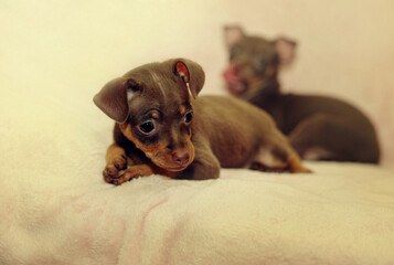 dog, puppy, pet, animal,brown,