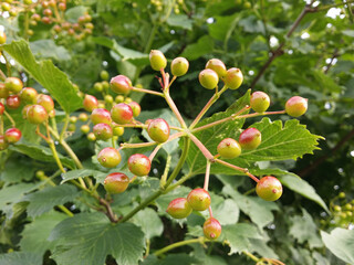 Green-red unripe berries of viburnum close-up.