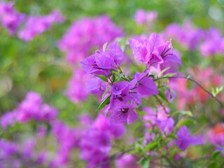 Blooming purple bougainvillea flowers. Floral background