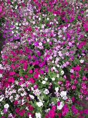 Obraz na płótnie Canvas A colorful flower bed of Petunias of different colors.