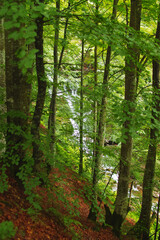 Fototapeta premium Waterfall in the mountains of the Carpathians.