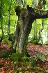 Spring trees in the forest at sunset