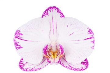 Fototapeta na wymiar Beautiful luxury white-magenta orchid flower head isolated on white background. Studio shot