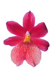Fototapeta na wymiar Beautiful luxury red orchid flower head isolated on white background. Studio shot