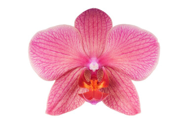 Naklejka na ściany i meble Beautiful luxury red orchid flower head isolated on white background. Studio shot
