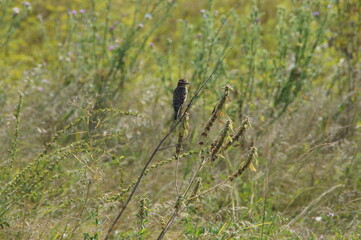 bird in the field. field in summer, bird in the grass