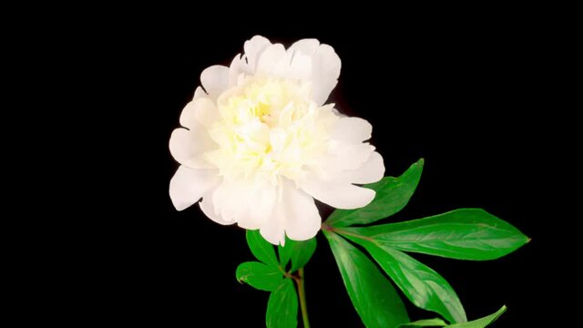 Time Lapse of Beautiful White Peony Flower Blooming on Black Background. 4K.
