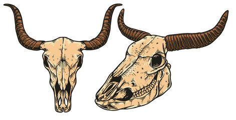 Bull Head Skull Vector Illustration