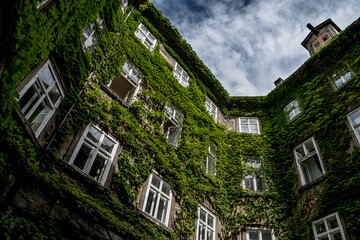 Courtyard Of A HIstoric Building With Ivy Overgrown Walls