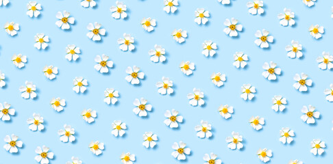 Pattern of Beautiful spring white flowers on blue background flat lay top view. Spring nature background. Springtime summer concept flowers composition postcard bloom delicate flowers. Flower pattern