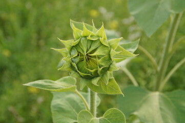 sunflower before dawn.summer, the sun flower is ready to bloom.sunflower seeds for oil