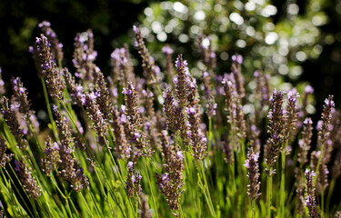 A beautiful Lavender garden in the South of France.
Lavender, Lavandula