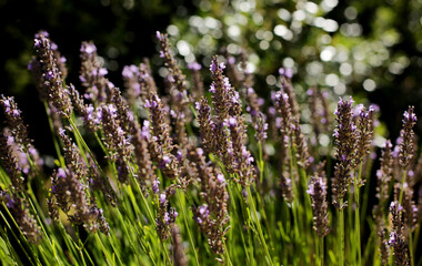 A beautiful Lavender garden in the South of France.
Lavender, Lavandula