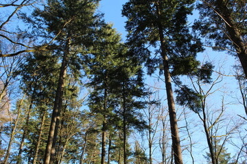 Wald voller Bäume 