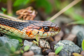 Macro - Eye of the Snake