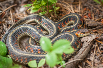 Coiled-up Garter Snake