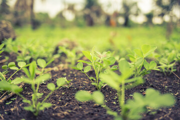 Farm in Africa