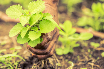 African hand pulling out weeds from garden