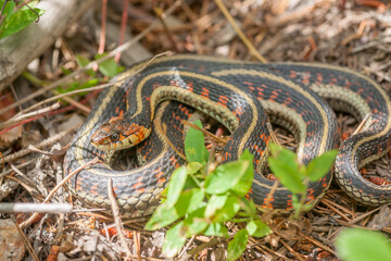 North American Reptiles - Common Garter Snake
