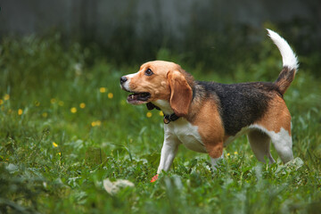 beagle dog runs in the grass with its tail up, long ears
