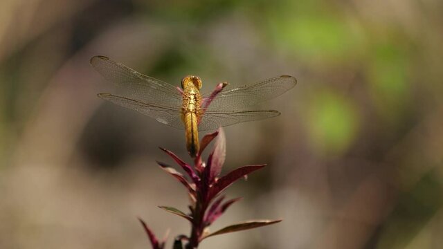 Beautiful golden dragonfly resting on red leafed plant, slowly rocking in the wind and occasionally turning it's head (slow mo)