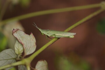 Closeup of Grasshopper Holding a Creeper