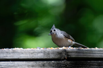 Titmouse, NC